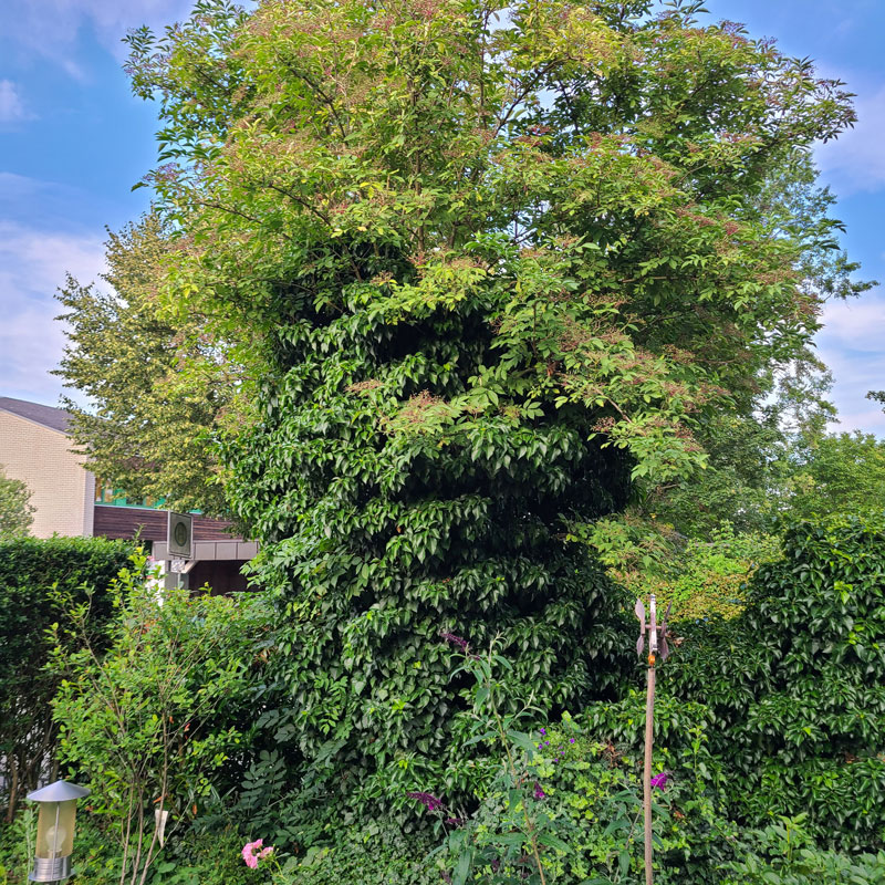 holunder_efeu_luise_heine